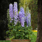 50 Delphinium Seeds Delphinium Guardian Lavender F1