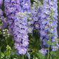 50 Delphinium Seeds Delphinium Guardian Lavender F1