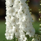 50 Delphinium Seeds Delphinium Guardian White F1