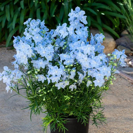 25 Delphinium Seeds Delphinium Hunky Dory Sky Blue