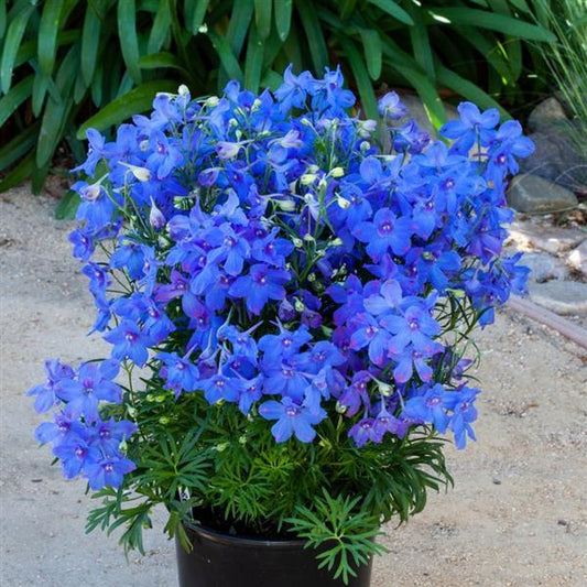 25 Delphinium Seeds Delphinium Hunky Dory Blue