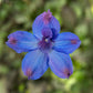 25 Delphinium Seeds Delphinium Hunky Dory Blue