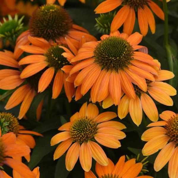 15 Echinacea Seeds Echinacea Artisan Orange Flower Seeds