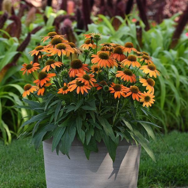 15 Echinacea Seeds Echinacea Artisan Orange Flower Seeds