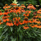 15 Echinacea Seeds Echinacea Artisan Orange Flower Seeds