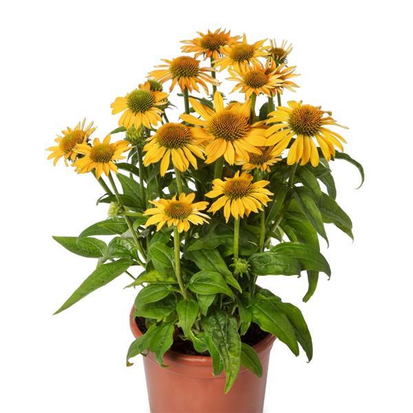 15 Echinacea Seeds Echinacea Prairie Blaze™ Golden Yellow