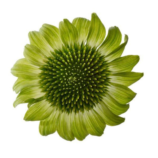 15 Echinacea Seeds Echinacea Prairie Blaze™ Green