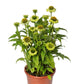 15 Echinacea Seeds Echinacea Prairie Blaze™ Green