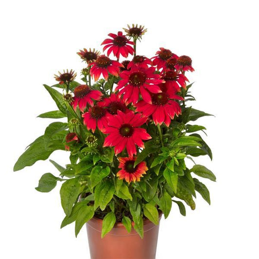 15 Echinacea Seeds Echinacea Prairie Blaze™ Orange