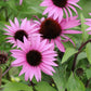 25 Echinacea Seeds Feeling Pink Coneflower Seeds