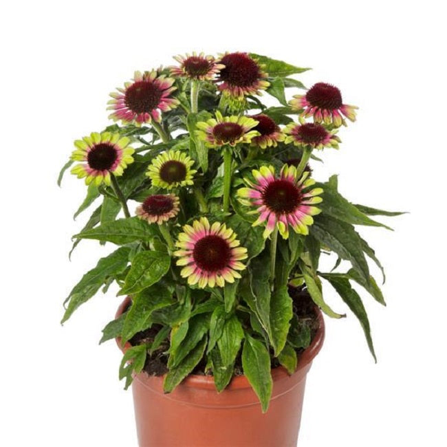 15 Echinacea Seeds Echinacea Prairie Blaze™ Vintage Lime