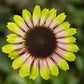 15 Echinacea Seeds Echinacea Prairie Blaze™ Vintage Lime