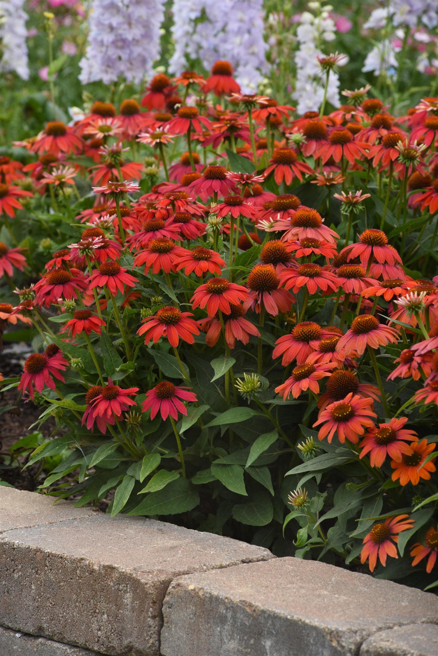 15 Echinacea Seeds Echinacea Artisan Red Ombre Flower Seeds