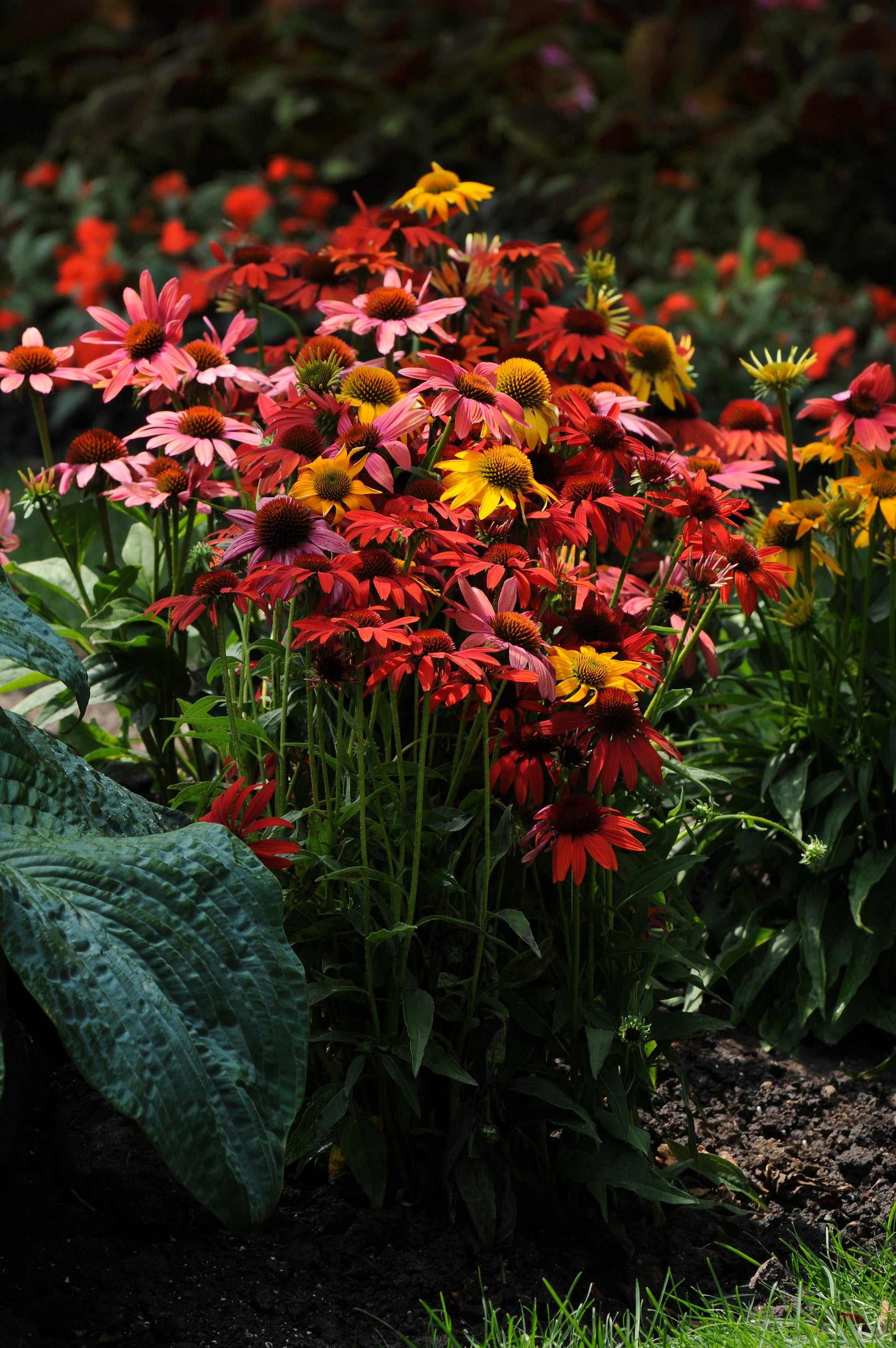 15 Echinacea seeds Echinacea Cheyenne Spirt