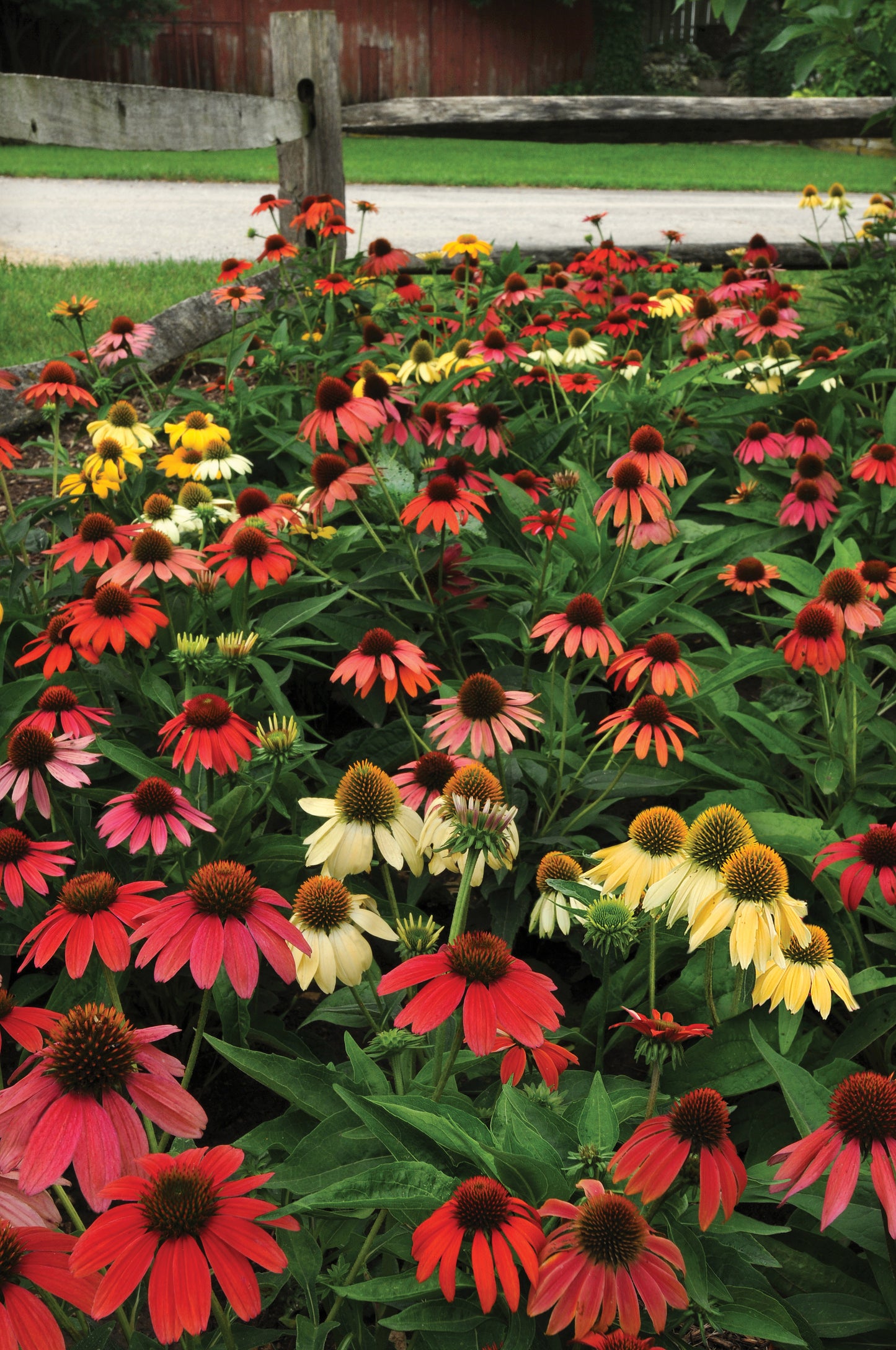 15 Echinacea seeds Echinacea Cheyenne Spirt