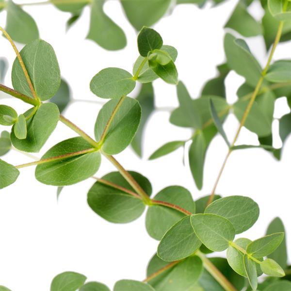 25 Eucalyptus Seeds Small Leaved Gum Eucalyptus Parvula