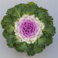 50 Flowering Kale Seeds Bright And Early Bicolor