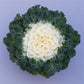 50 Flowering Kale Seeds Bright And Early White