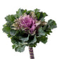 50 Flowering Kale Seeds Flowering Cabbage Empire Katinka F1 Hybrid