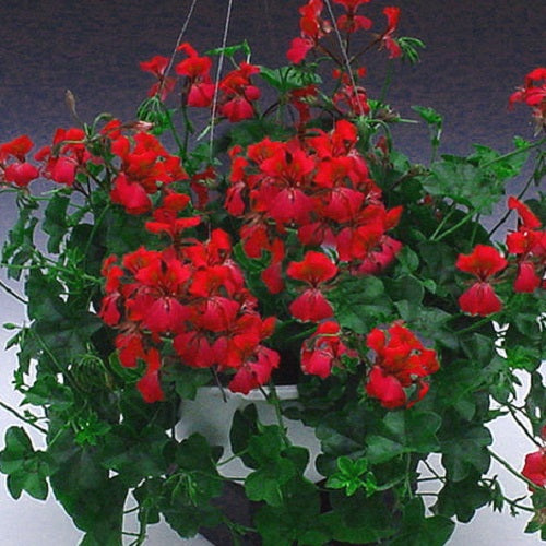 15 Geranium Seeds Cascade Beauty Red Trailing Geranium