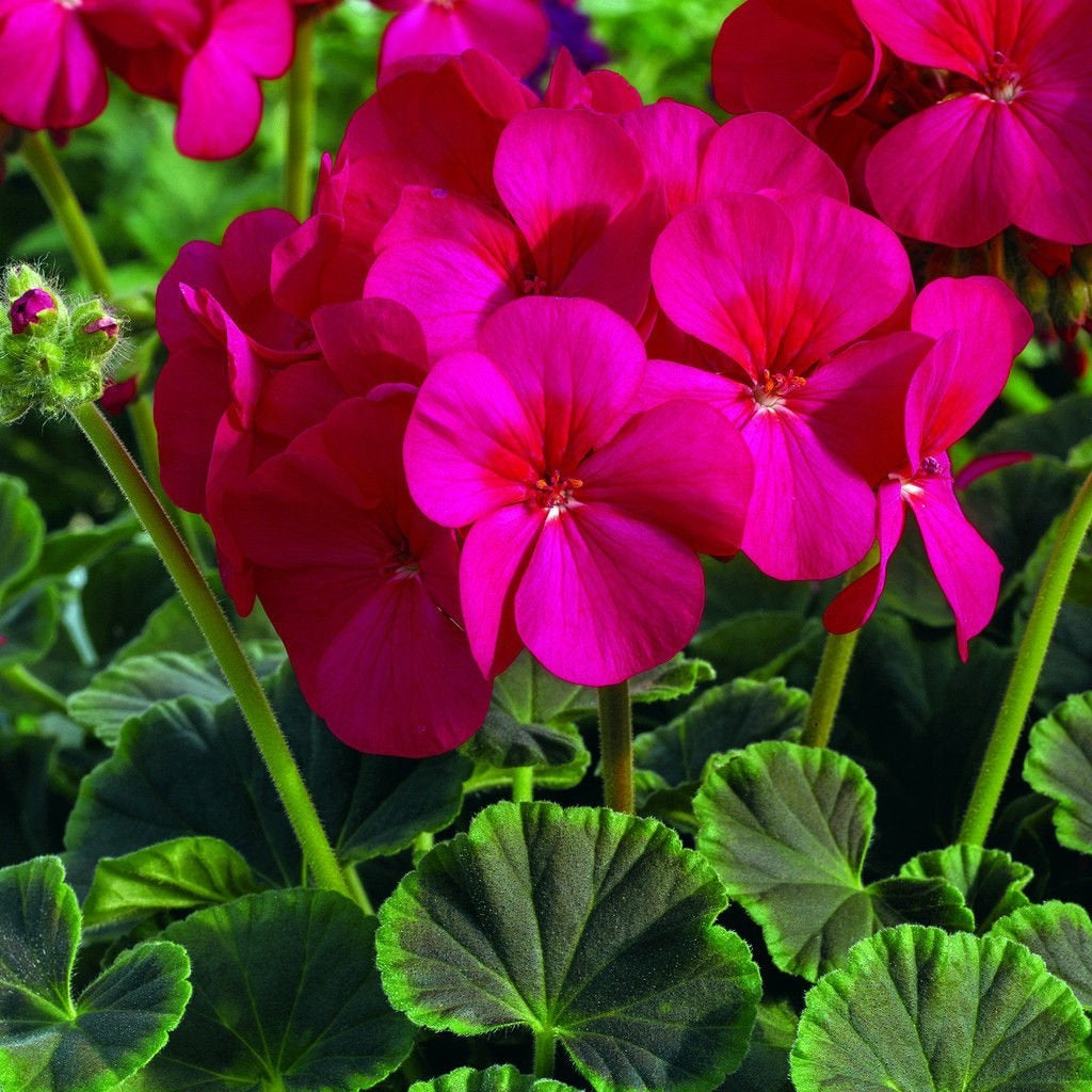 15 Geranium Seeds Cola Purple Pelargonium Seeds