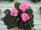 15 Geranium Seeds Cola Rose Pelargonium Seeds