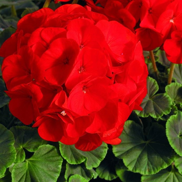 15 Geranium Seeds Cola Scarlet Pelargonium Seeds