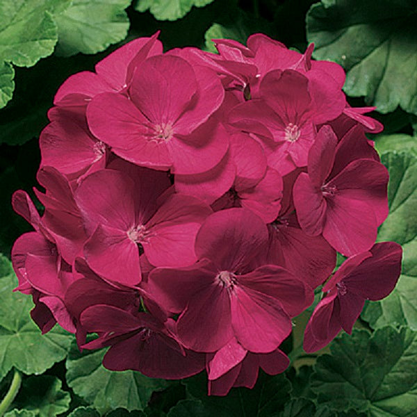 15 Geranium Seeds Geranium Pinto Premium Violet Geraniums