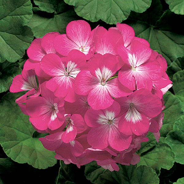 15 Geranium Seeds Ringo 2000 Pink