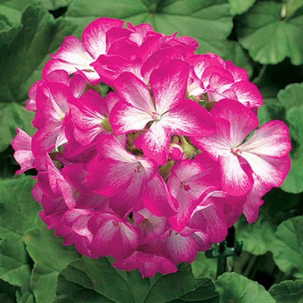 15 Seed Geranium Seeds Ringo 2000 Rose Star