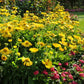 50 Gaillardia Seeds Gaillardia Mesa Yellow Perennial Seeds