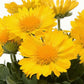 50 Gaillardia Seeds Gaillardia Mesa Yellow Perennial Seeds