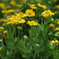 50 Gaillardia Seeds Gaillardia Mesa Yellow Perennial Seeds