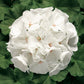 15 Geranium Seeds Ringo White Flower Seeds