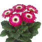 15 Gerbera Seeds Gerbera Floriline Midi Eyecatcher Purple Dark Eye