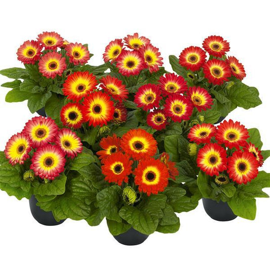 15 Gerbera Seeds Gerbera Floriline Midi Eyecatcher Twilight Dark Eye