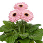 15 Gerbera Seeds Gerbera Floriline Midi Pink Dark Eye