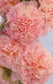 Alcea Seeds Chater Salmon Pink 100 Seeds