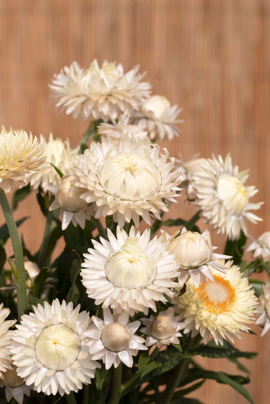 100 Strawflower Seeds Helichrysum King Size Frosted Sulphur