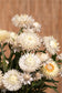 100 Strawflower Seeds Helichrysum King Size Frosted Sulphur