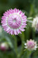 100 Strawflower Seeds Helichrysum King Size Silvery Rose