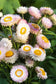 100 Strawflower Seeds Helichrysum King Size Silvery Rose