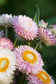 100 Strawflower Seeds Helichrysum King Size Silvery Rose