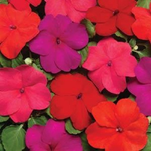 50 Impatiens Seeds Super Elfin Hot Mix Flower Seeds