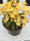 25 Lewisia Seeds Lewisia Elise Golden Yellow Succulent Seeds