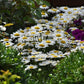 50 Shasta Daisy Seeds Leucanthemum Madonna