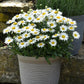 50 Shasta Daisy Seeds Leucanthemum Madonna