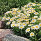 50 Shasta Daisy Seeds Leucanthemum Madonna