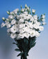 Lisianthus Seeds Bolero White Cut Flower 25 Pelleted Seeds