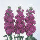 50 Stock Seeds Matthiola Iron Purple Cut Flower Seeds